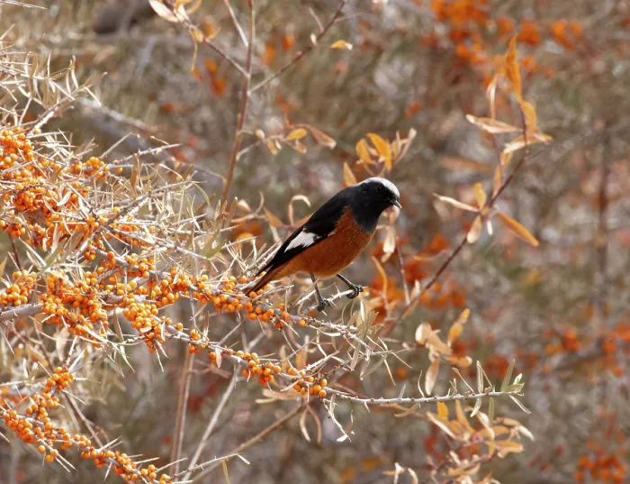 Framed Print : White-winged redstart (Phoenicurus erythrogastrus) male, perched on Sea buckthorn (Hippophae sp.) bush, Ulley, Ladakh, India Framed Print : White-winged redstart (Phoenicurus erythrogastrus) male, perched on Sea buckthorn (Hippophae sp.) bush, Ulley, Ladakh, India