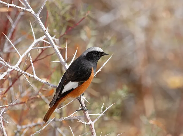 Framed Print : White-winged redstart (Phoenicurus erythrogastrus) male, perched on branch, Ulley, Ladakh, India Framed Print : White-winged redstart (Phoenicurus erythrogastrus) male, perched on branch, Ulley, Ladakh, India