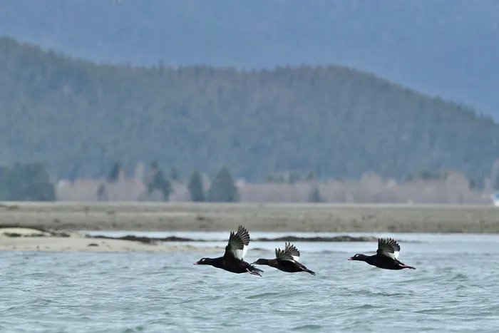 Framed Print : Three White winged scoters (Melanitta fusca) in flight, Lynn Canal, Juneau, Alaska, USA. May Framed Print : Three White winged scoters (Melanitta fusca) in flight, Lynn Canal, Juneau, Alaska, USA. May