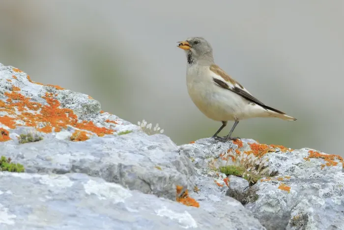 Framed Print : White-winged snowfinch (Montifringilla nivalis), Picos de Europa, Northern Spain. August Framed Print : White-winged snowfinch (Montifringilla nivalis), Picos de Europa, Northern Spain. August