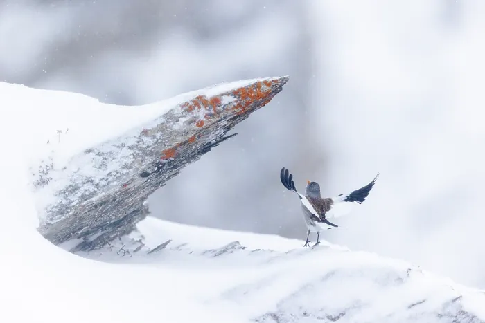 Framed Print : White-winged snowfinch (Montifringilla nivalis) taking flight from snow-covered rocks, Alps, Switzerland. January Framed Print : White-winged snowfinch (Montifringilla nivalis) taking flight from snow-covered rocks, Alps, Switzerland. January