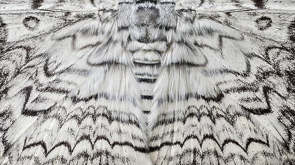 Detail of White Witch Moth (Thysania agrippina) in cloud forest, Manu Biosphere Reserve, Amazonia, Peru