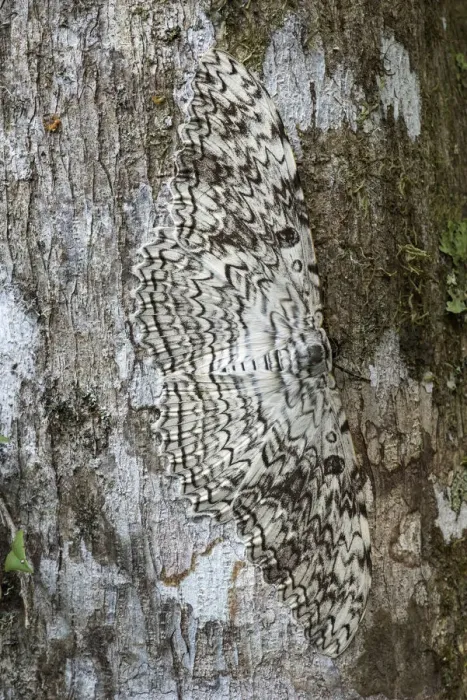 Framed Print : White witch moth (Thysania agrippina) camouflaged against bark of tree. Manu Biosphere Reserve Framed Print : White witch moth (Thysania agrippina) camouflaged against bark of tree. Manu Biosphere Reserve