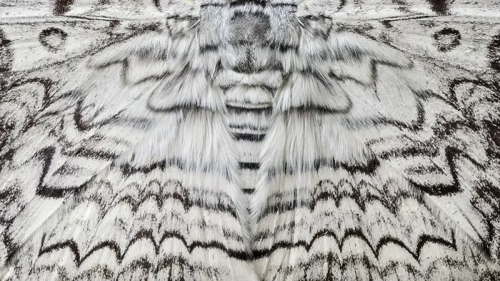 Framed Print : Detail of White Witch Moth (Thysania agrippina) in cloud forest, Manu Biosphere Reserve, Amazonia, Peru Framed Print : Detail of White Witch Moth (Thysania agrippina) in cloud forest, Manu Biosphere Reserve, Amazonia, Peru