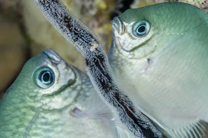 Framed Print : Whitebelly damselfish (Amblyglyphidodon leucogaster) male and female laying egg