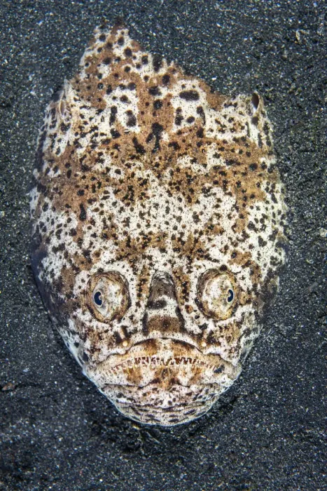 Framed Print : Whitemargin stargazer (Uranoscopus sulphureus) sets an ambush in the sand at night