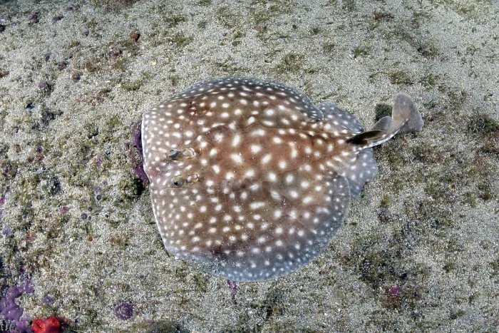 Framed Print : Whitespotted torpedo ray (Torpedo sp.) undescribed species, juvenile resting on seabed, Meoune Reef, Senegal, eastern Atlantic Framed Print : Whitespotted torpedo ray (Torpedo sp.) undescribed species, juvenile resting on seabed, Meoune Reef, Senegal, eastern Atlantic
