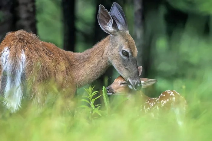 Framed Print : Whitetailed deer (Odocoileus virginianus) female affectionately grooming her fawn, Acadia National Park, Maine, USA. June Framed Print : Whitetailed deer (Odocoileus virginianus) female affectionately grooming her fawn, Acadia National Park, Maine, USA. June
