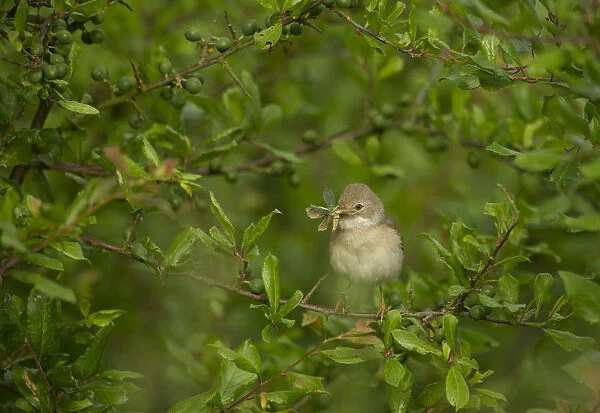 Whitethroat (Sylvia communis) adult perched in Blackthorn hedgerow with insect prey for young