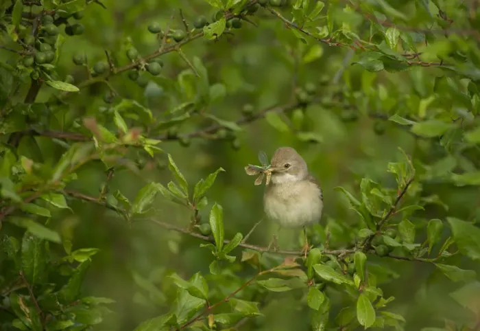 Framed Print : Whitethroat (Sylvia communis) adult perched in Blackthorn hedgerow with insect prey for young Framed Print : Whitethroat (Sylvia communis) adult perched in Blackthorn hedgerow with insect prey for young