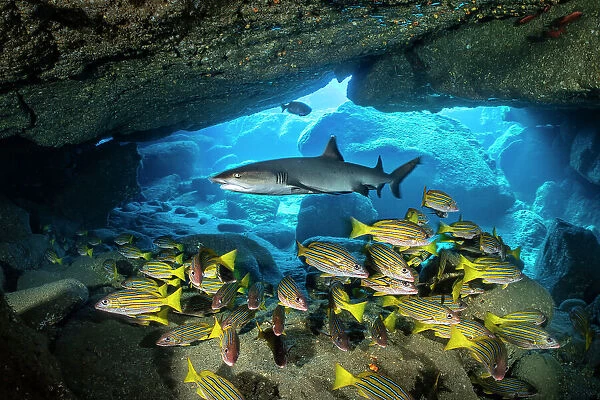 Whitetip reef shark (Triaenodon obesus) cruising over a school of Blue and gold snappers (Lutjanus viridis) in a cavern, San Benedicto Island, Revillagigedo Islands, Mexico, Pacific Ocean