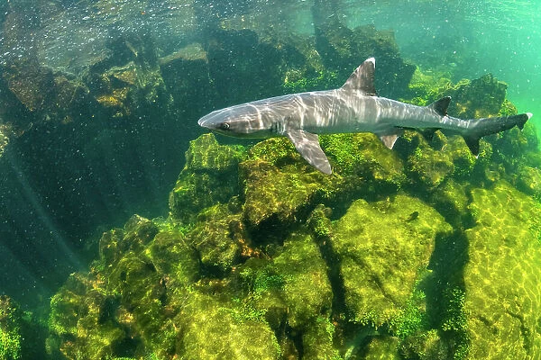 Whitetip reef shark (Triaenodon obesus) swimming in shallows, El Finado, Isabela Island, Galapagos Islands, Ecuador. Pacific Ocean