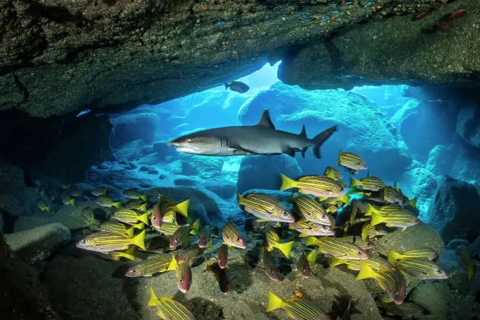 Framed Print : Whitetip reef shark (Triaenodon obesus) cruising over a school of Blue and gold snappers (Lutjanus viridis) in a cavern, San Benedicto Island, Revillagigedo Islands, Mexico, Pacific Ocean Framed Print : Whitetip reef shark (Triaenodon obesus) cruising over a school of Blue and gold snappers (Lutjanus viridis) in a cavern, San Benedicto Island, Revillagigedo Islands, Mexico, Pacific Ocean