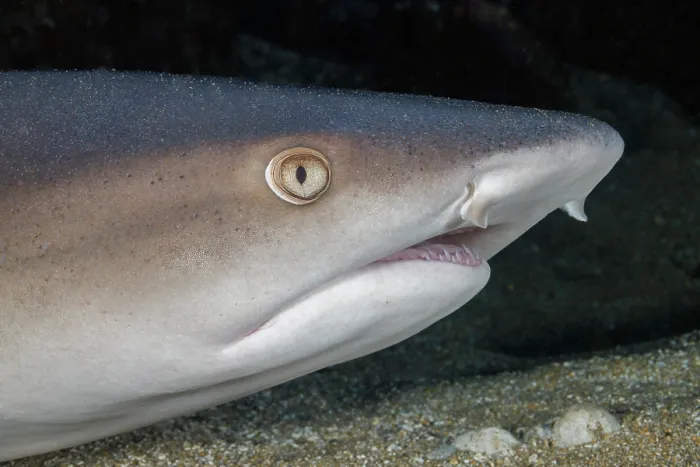 Framed Print : Whitetip reef shark (Triaenodon obesus) resting on seabed, Hawaii, Pacific Ocean Framed Print : Whitetip reef shark (Triaenodon obesus) resting on seabed, Hawaii, Pacific Ocean