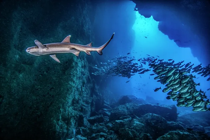Framed Print : Whitetip reef shark (Triaenodon obesus) and school of Jordan's snappers (Lutjanus jordani) swimming under rocky underwater arch, Dos Amigos, Cocos Island, Costa Rica Framed Print : Whitetip reef shark (Triaenodon obesus) and school of Jordan's snappers (Lutjanus jordani) swimming under rocky underwater arch, Dos Amigos, Cocos Island, Costa Rica