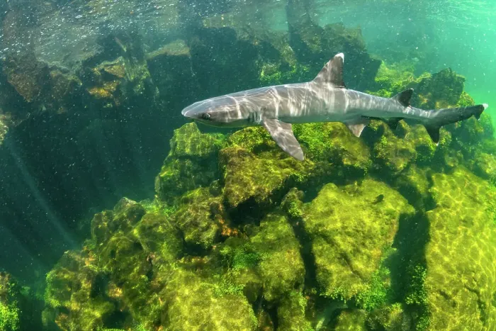 Framed Print : Whitetip reef shark (Triaenodon obesus) swimming in shallows, El Finado, Isabela Island, Galapagos Islands, Ecuador. Pacific Ocean Framed Print : Whitetip reef shark (Triaenodon obesus) swimming in shallows, El Finado, Isabela Island, Galapagos Islands, Ecuador. Pacific Ocean