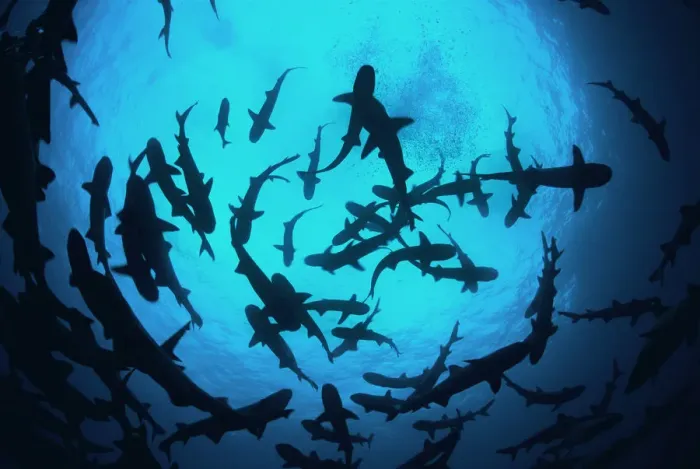 Framed Print : Whitetip reef sharks (Triaenodon obesus) pack silhouetted following scent trail in water column Framed Print : Whitetip reef sharks (Triaenodon obesus) pack silhouetted following scent trail in water column