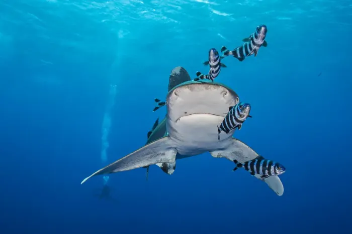 Framed Print : Whitetip shark (Carcharhinus longimanus), accompanied by Pilotfish (Naucrates ductor) Framed Print : Whitetip shark (Carcharhinus longimanus), accompanied by Pilotfish (Naucrates ductor)