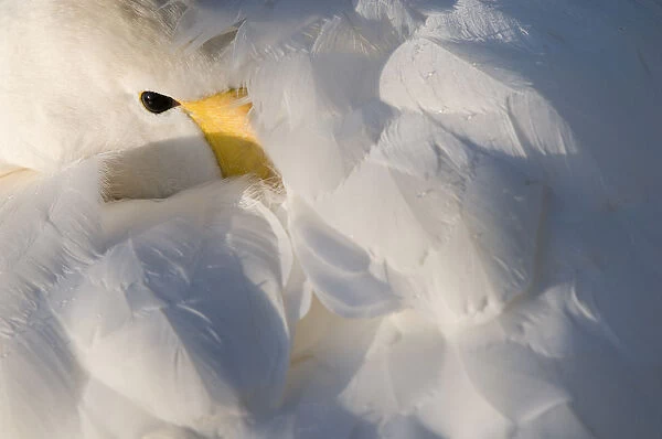 Whooper Swan (Cygnus cygnus) with its beak in its feathers. The Netherlands, January