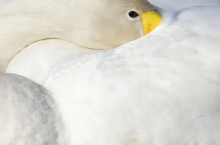 Framed Print : Whooper Swan (Cygnus cygnus) with its beak tucked under its wing. The Netherlands, June Framed Print : Whooper Swan (Cygnus cygnus) with its beak tucked under its wing. The Netherlands, June