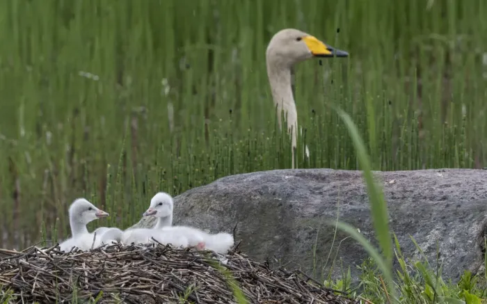 Framed Print : Whooper swan (Cygnus cygnus) chicks on nest, female in background. Jyvaskyla, Finland Framed Print : Whooper swan (Cygnus cygnus) chicks on nest, female in background. Jyvaskyla, Finland