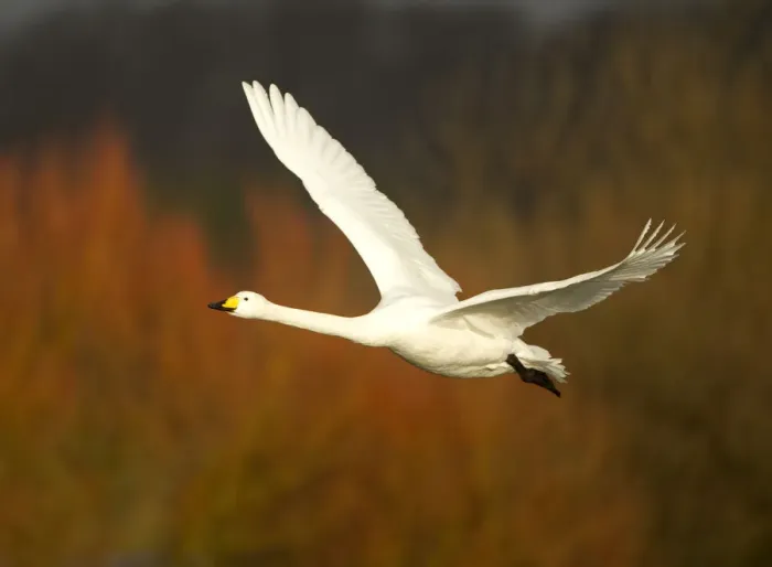 Framed Print : Whooper Swan (Cygnus cygnus) in flight, Caerlaverock WWT, Scotland, Solway, UK, January Framed Print : Whooper Swan (Cygnus cygnus) in flight, Caerlaverock WWT, Scotland, Solway, UK, January