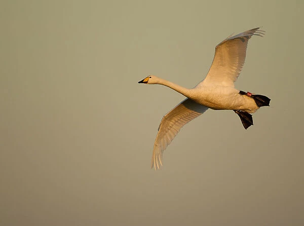 Whooper Swan (Cygnus cygnus) in flight. Caerlaverock WWT, Scotland, Solway, UK, January