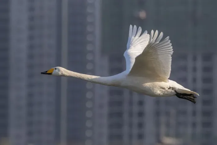Framed Print : Whooper swan (Cygnus cygnus) in flight with buildings behind, Sanmenxia, Henan province