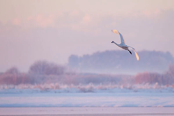 Whooper swan (Cygnus cygnus) in flight over frozen lake at dusk, Lancashire, UK December