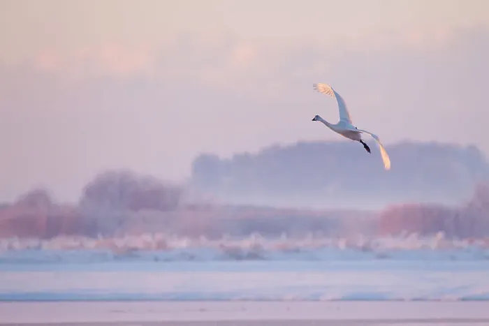 Framed Print : Whooper swan (Cygnus cygnus) in flight over frozen lake at dusk, Lancashire, UK December Framed Print : Whooper swan (Cygnus cygnus) in flight over frozen lake at dusk, Lancashire, UK December