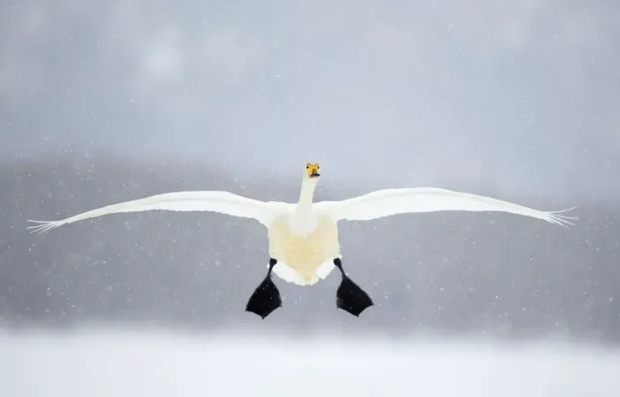 Framed Print : Whooper swan (Cygnus cygnus) in flight in snowfall, Lake Kussharo, Japan, February Framed Print : Whooper swan (Cygnus cygnus) in flight in snowfall, Lake Kussharo, Japan, February