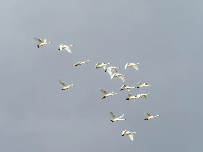 Framed Print : Whooper swan (Cygnus cygnus) flock in flight, migrating over Ambleside, Lake District, Cumbria, UK. March Framed Print : Whooper swan (Cygnus cygnus) flock in flight, migrating over Ambleside, Lake District, Cumbria, UK. March