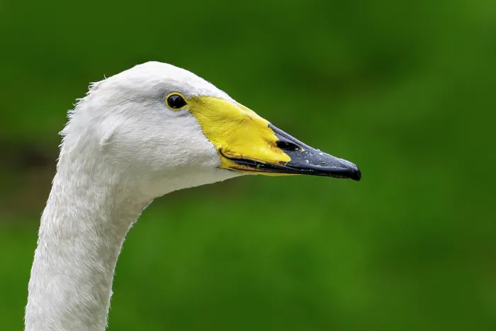 Framed Print : Whooper swan (Cygnus cygnus) head portrait, France. October. Captive Framed Print : Whooper swan (Cygnus cygnus) head portrait, France. October. Captive