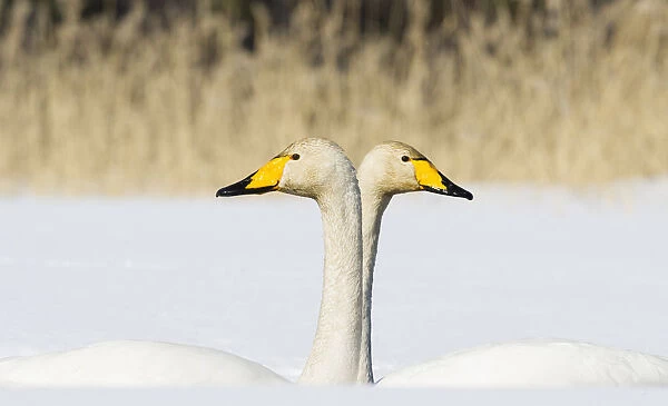 Whooper Swan (Cygnus cygnus) male and female facing in opposite directions, central Finland