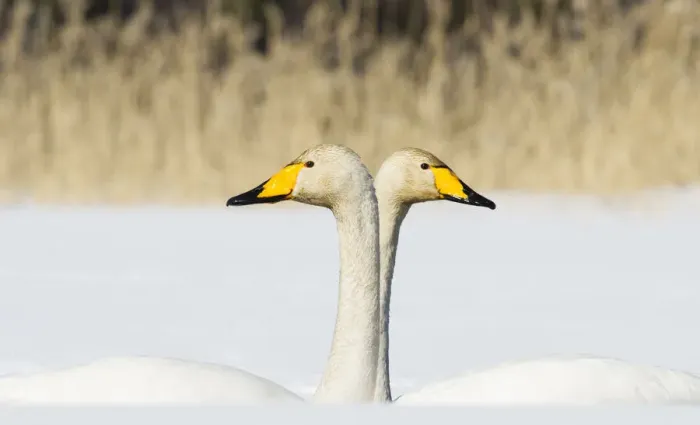 Framed Print : Whooper Swan (Cygnus cygnus) male and female facing in opposite directions, central Finland Framed Print : Whooper Swan (Cygnus cygnus) male and female facing in opposite directions, central Finland