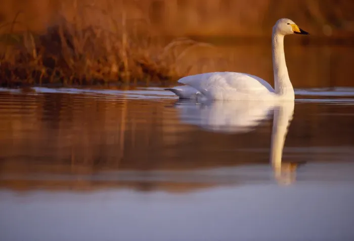 Framed Print : Whooper Swan (Cygnus cygnus) male on moorland loch, Isle of Skye, Hebrides, Scotland