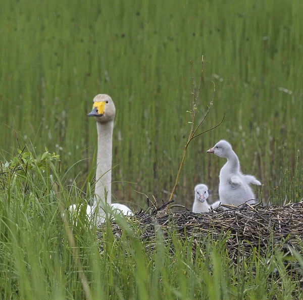 Whooper swan (Cygnus cygnus), at nest with cygnets, Finland, June