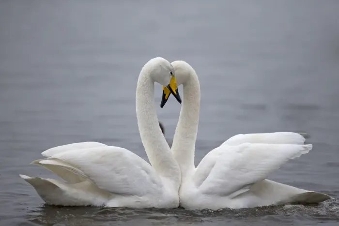 Framed Print : Whooper Swan (Cygnus cygnus) Norfolk, England, UK, January Framed Print : Whooper Swan (Cygnus cygnus) Norfolk, England, UK, January
