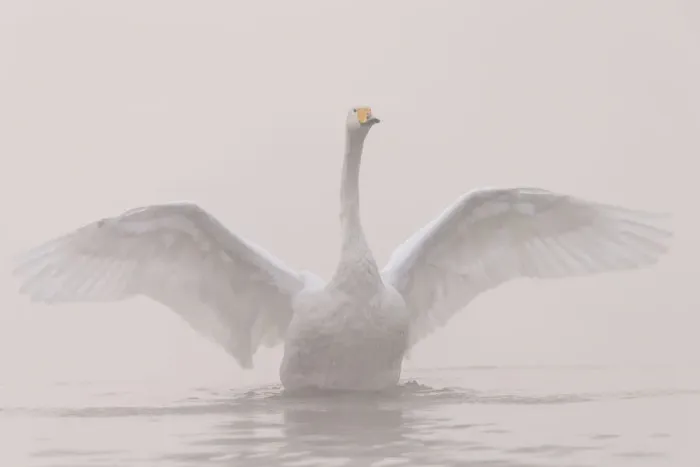 Framed Print : Whooper swan (Cygnus cygnus) outstretching its wings, Sanmenxia, Henan province, China Framed Print : Whooper swan (Cygnus cygnus) outstretching its wings, Sanmenxia, Henan province, China