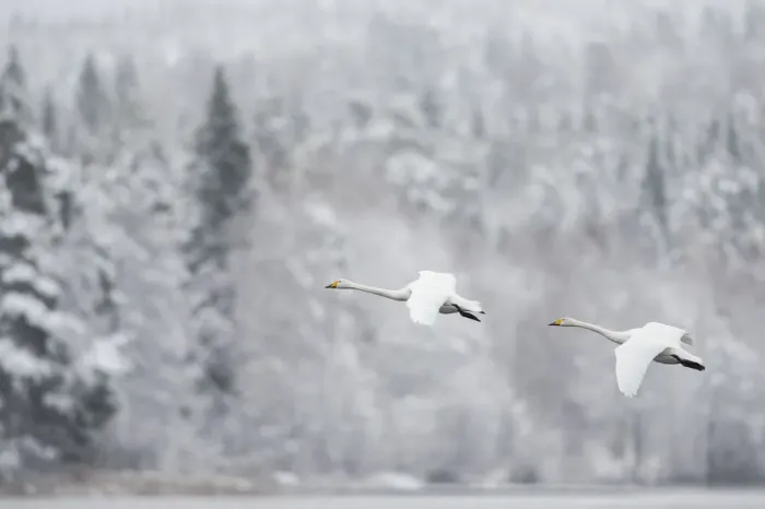 Framed Print : Whooper swan (Cygnus cygnus) pair in flight in snowy landscape, Finland, November Framed Print : Whooper swan (Cygnus cygnus) pair in flight in snowy landscape, Finland, November