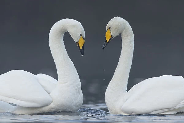 Whooper swan (Cygnus cygnus) pair on loch in heart shape, Cairngorms National Park