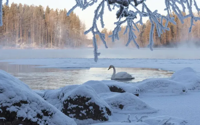 Framed Print : Whooper swan (Cygnus cygnus) on river in winter, Finland, January Framed Print : Whooper swan (Cygnus cygnus) on river in winter, Finland, January