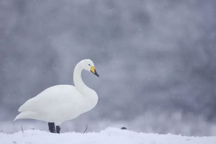 Framed Print : Whooper Swan (Cygnus cygnus) on snow, Caerlaverock WWT, Scotland, Solway, UK, January Framed Print : Whooper Swan (Cygnus cygnus) on snow, Caerlaverock WWT, Scotland, Solway, UK, January
