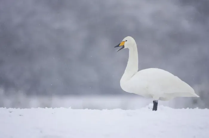 Framed Print : Whooper Swan (Cygnus cygnus) on snow, Caerlaverock WWT, Scotland, Solway, UK, January Framed Print : Whooper Swan (Cygnus cygnus) on snow, Caerlaverock WWT, Scotland, Solway, UK, January