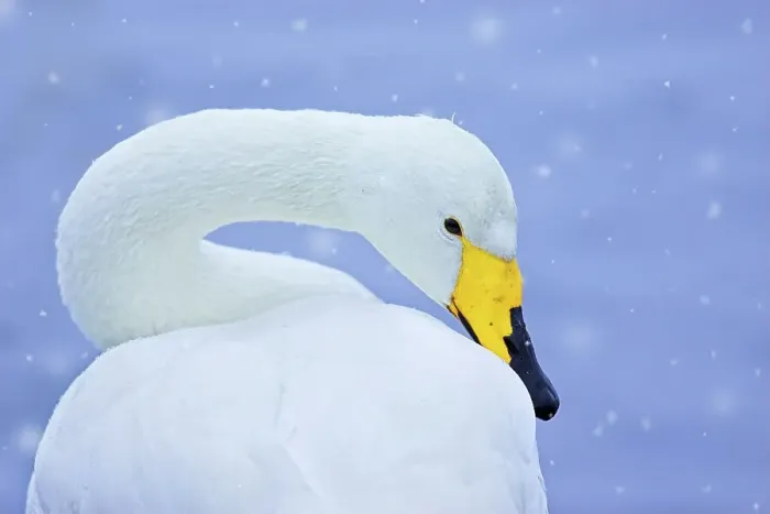 Framed Print : Whooper swan (Cygnus cygnus) in snowfall. Martin Mere Wetlands Trust, Lancashire, UK, January. Animal Portraits category, British Wildlife Photographer Awards (BWPA) competition 2012 Framed Print : Whooper swan (Cygnus cygnus) in snowfall. Martin Mere Wetlands Trust, Lancashire, UK, January. Animal Portraits category, British Wildlife Photographer Awards (BWPA) competition 2012