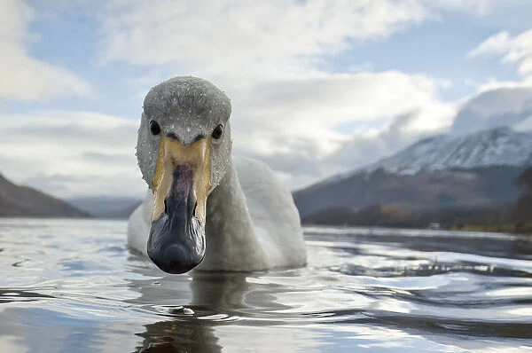 Whooper Swan (Cygnus cygnus) with snowy mountains behind, Loch Etive, Agyll and Bute