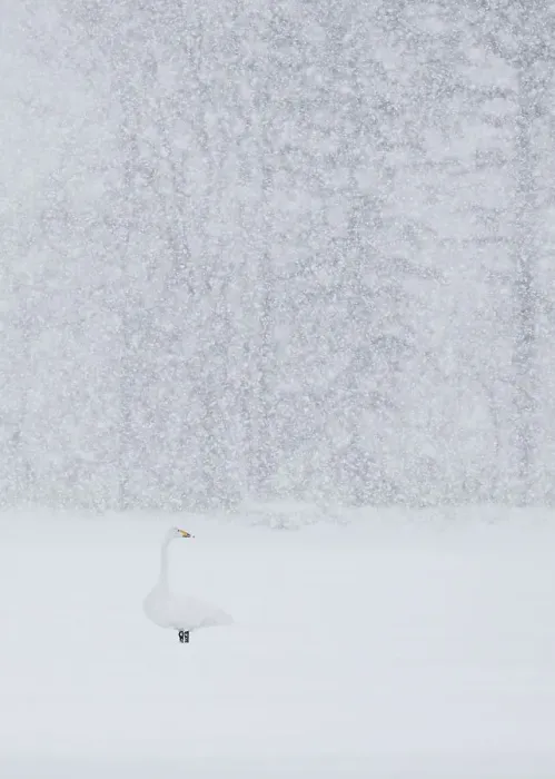 Framed Print : Whooper swan (Cygnus cygnus) standing alone in snow storm, Hokkaido Japan February Framed Print : Whooper swan (Cygnus cygnus) standing alone in snow storm, Hokkaido Japan February