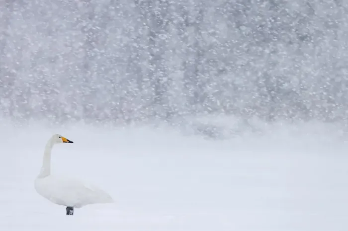 Framed Print : Whooper Swan (Cygnus cygnus) standing in snowfall, Hokkaido, Japan, February Framed Print : Whooper Swan (Cygnus cygnus) standing in snowfall, Hokkaido, Japan, February