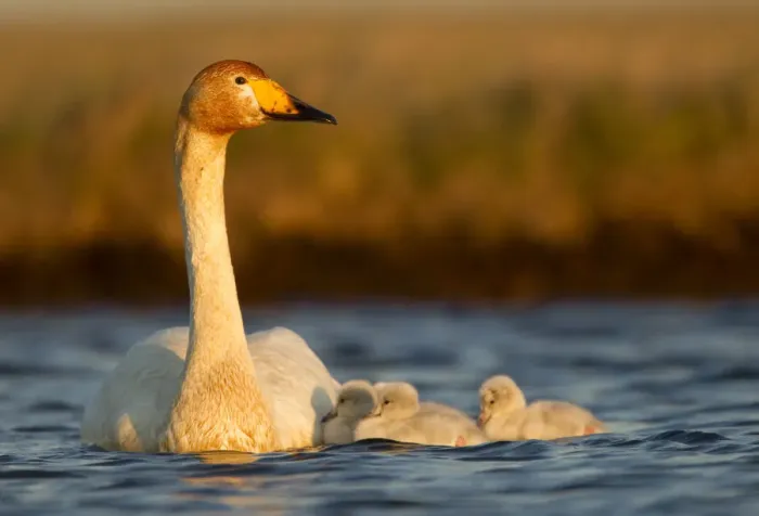 Framed Print : Whooper Swan (Cygnus cygnus) on water with cygnets. Iceland, June Framed Print : Whooper Swan (Cygnus cygnus) on water with cygnets. Iceland, June