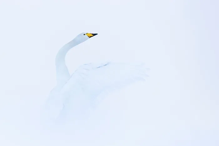 Framed Print : Whooper swan (Cygnus cygnus) in winter, Iceland. February Framed Print : Whooper swan (Cygnus cygnus) in winter, Iceland. February